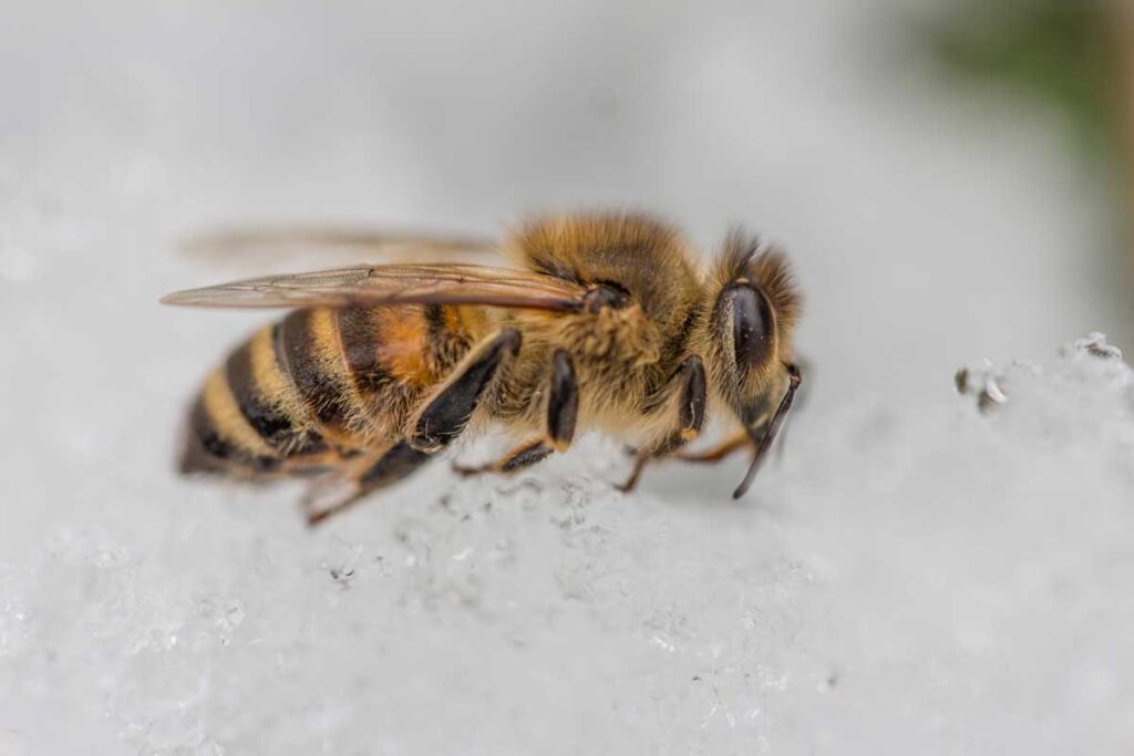 imparare dalle api l'organizzazione sostenibile