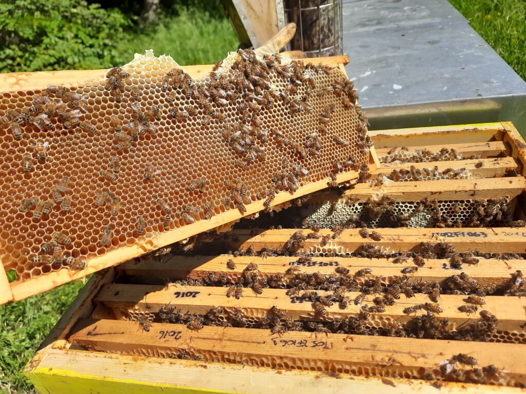 Salvargiardiamo 60 mila esempliari di api nel progetto bee interacta