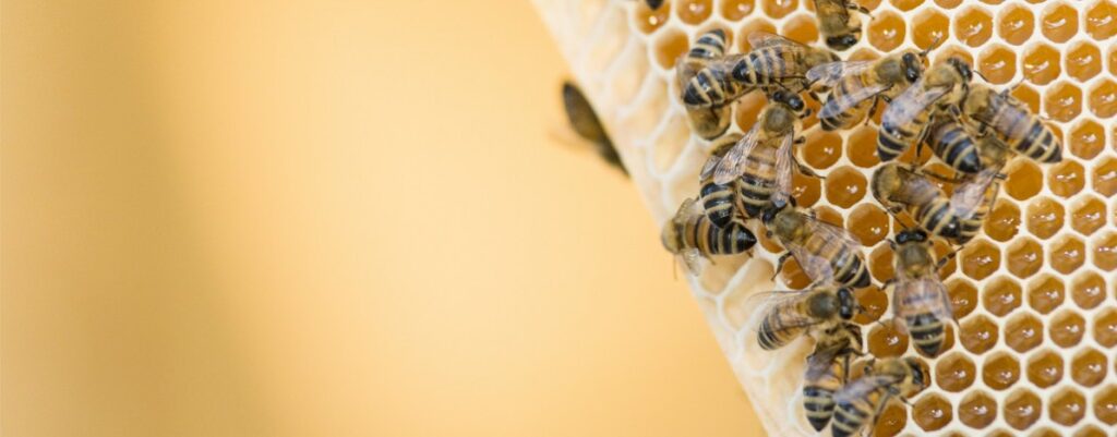 comunicazione interna efficace imparando dalle api