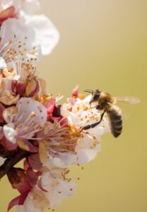L'importanza del lavoro di squadra: l'estate delle api
