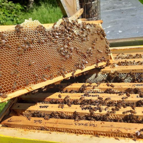 lavoro di squadra della api