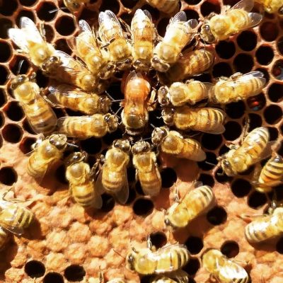 i 679 mila esemplari di api del progetto Bee Interacta