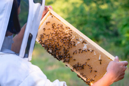 Bee Interacta il progetto a salvaguardia di 60 mila api
